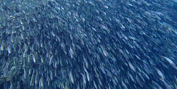 西表島の魚群