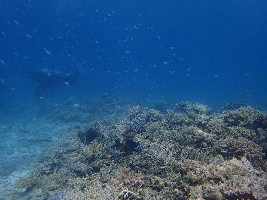 初々しいサンゴのリーフ