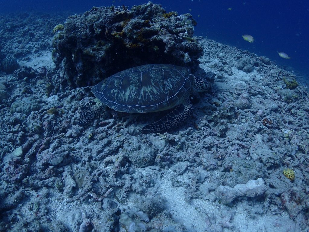 西表の海でカメ