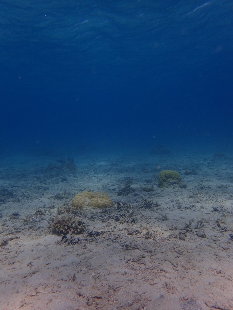 西表の浅場水中