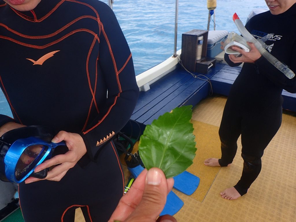 自然に優しくダイビング