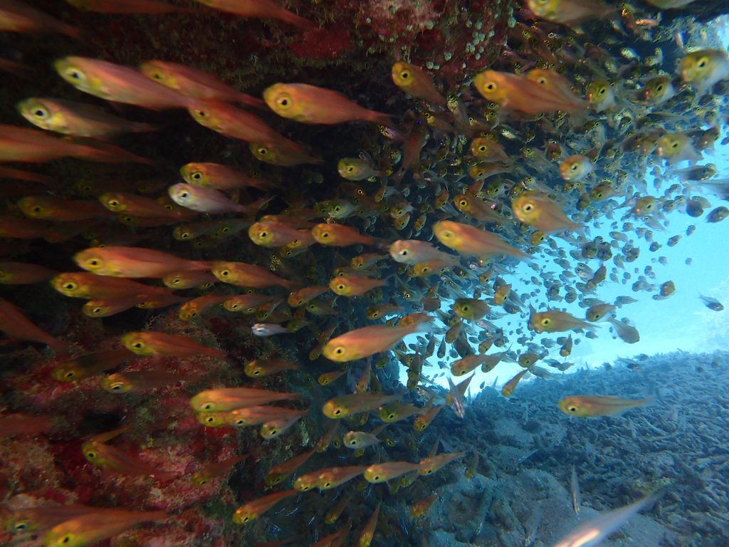 西表の水中ダイビング