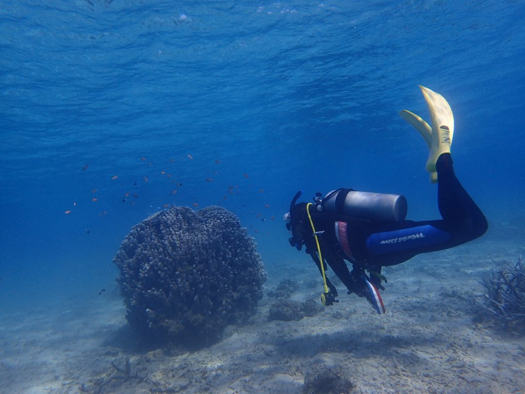 浅海域でのダイビング