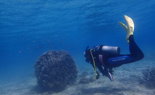 浅海域でのダイビング