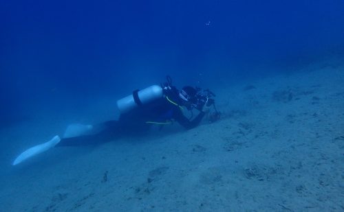 船浮湾でハゼ三昧