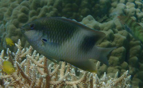 西表　自給自足する魚