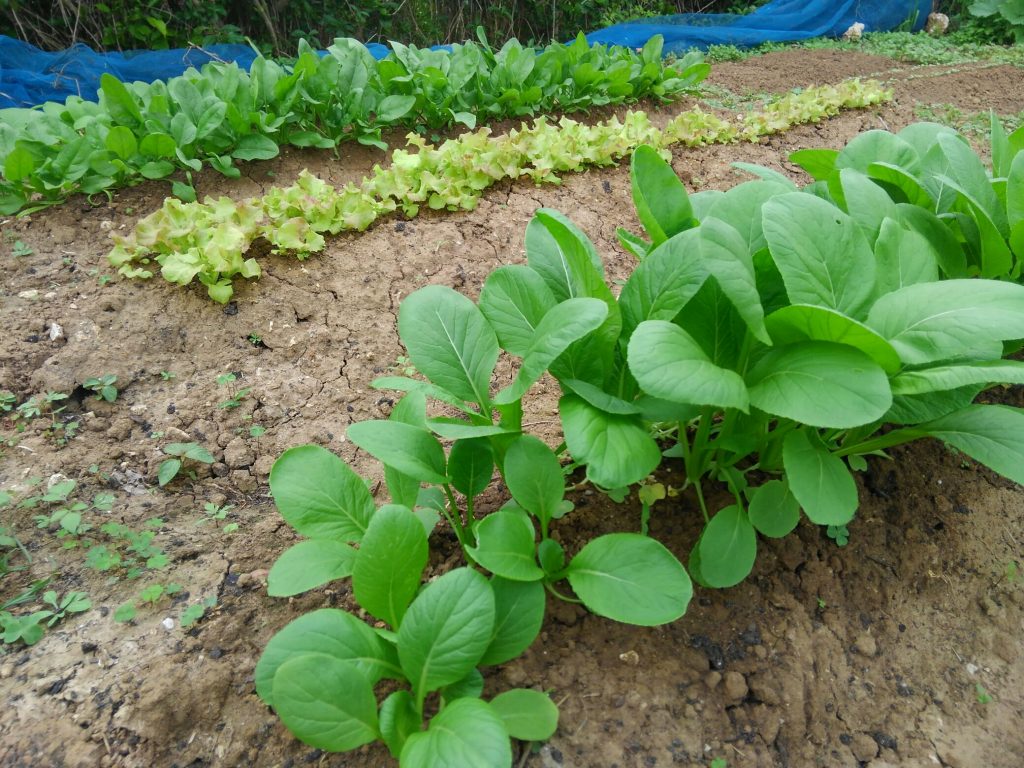 自家製野菜