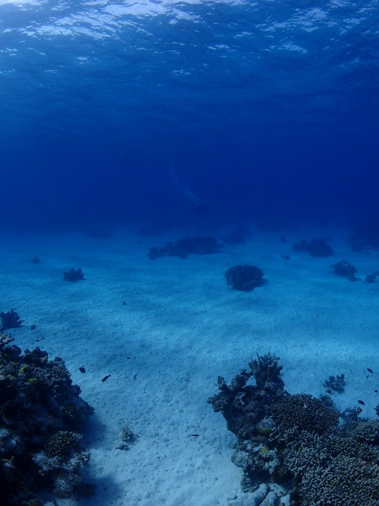 １月のクリアな水中