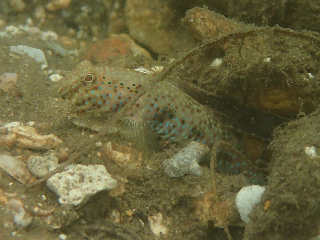 西表汽水域ダイブ