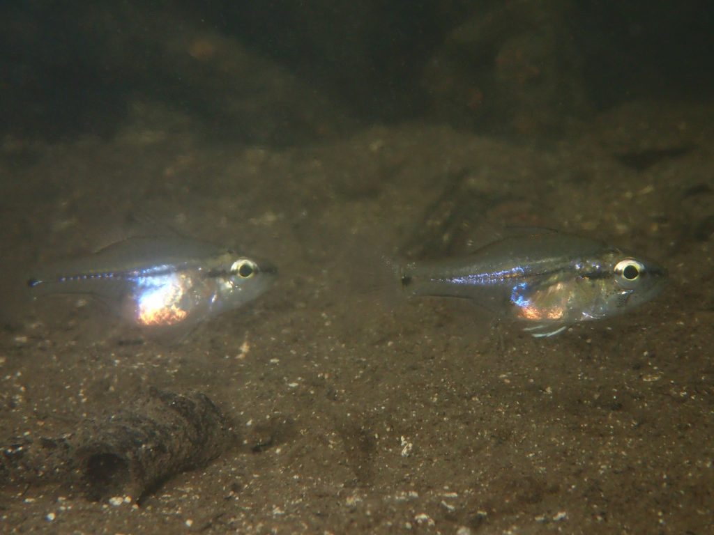 西表マングローブで潜る