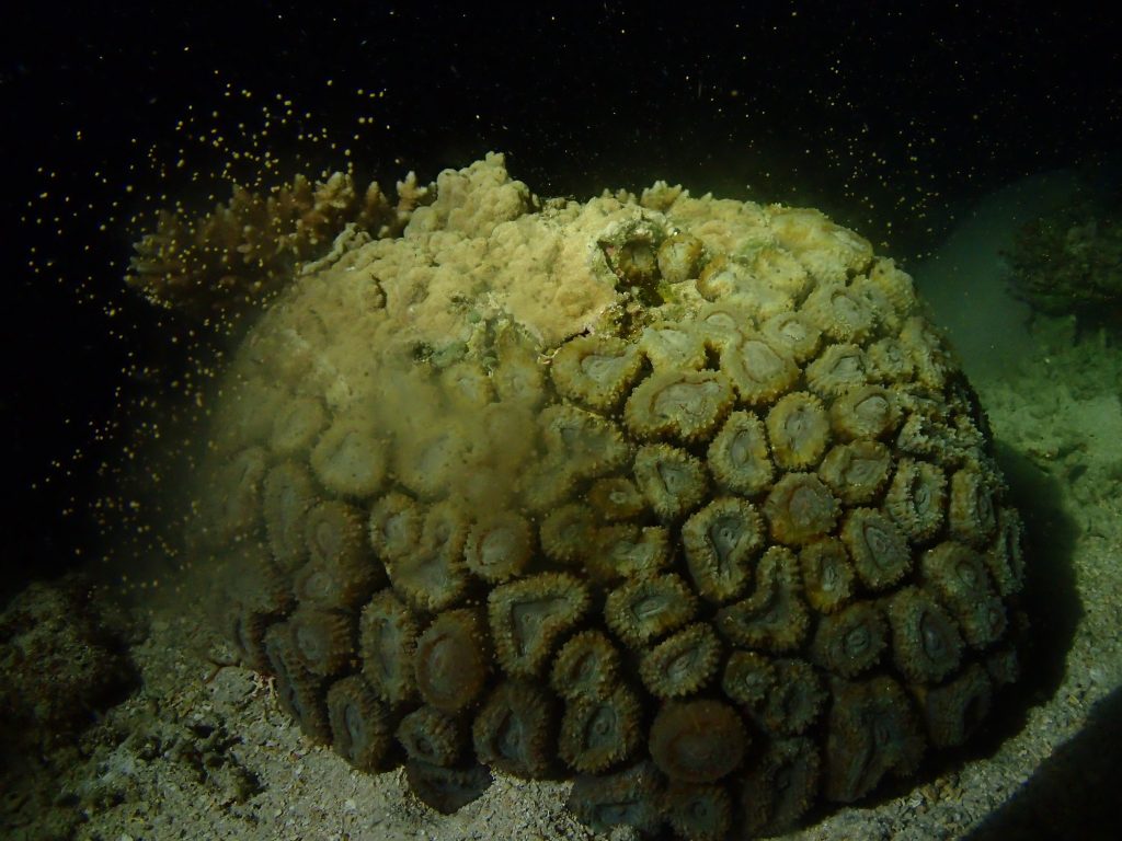 西表サンゴ産卵