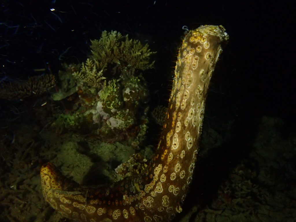 西表　ナマコも産卵