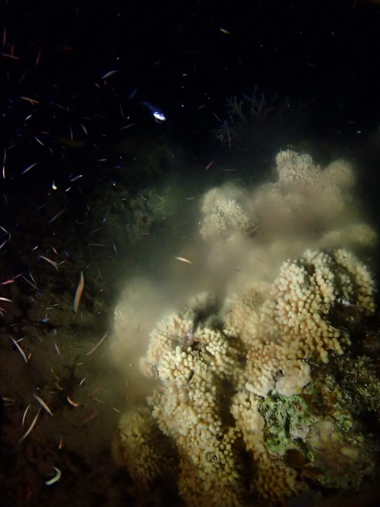 西表サンゴ放精