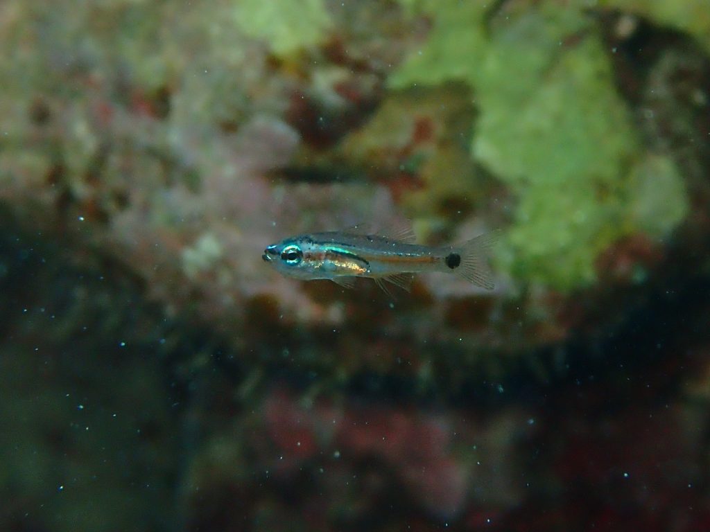 西表の魚　ナガレボシ