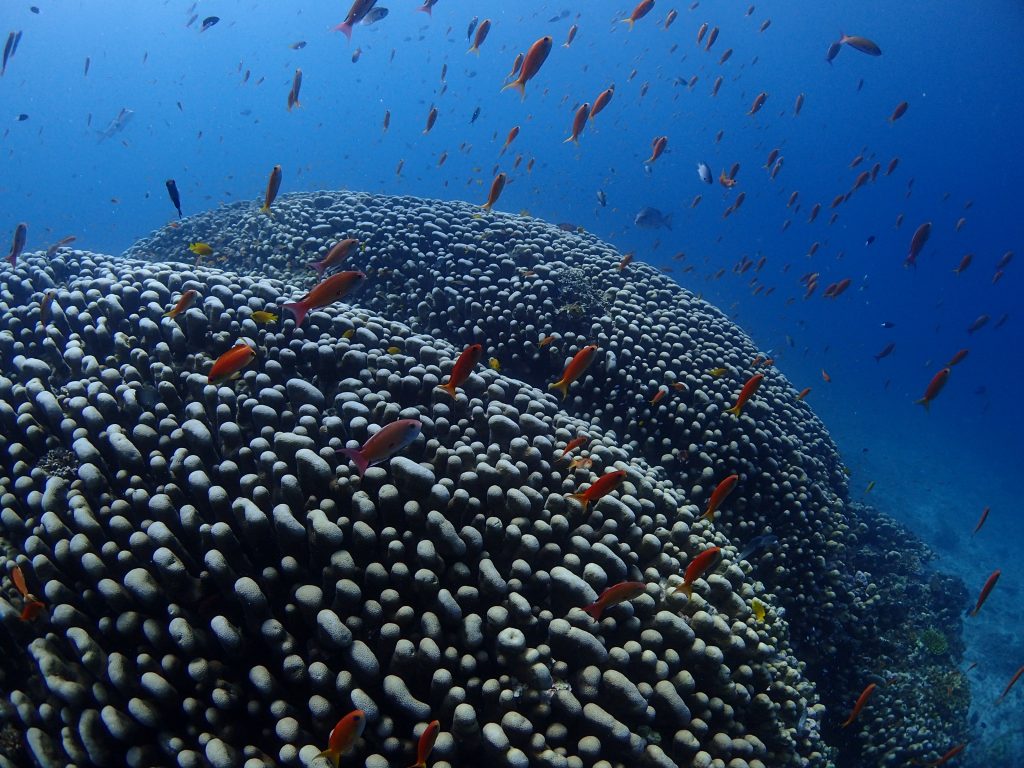 西表の海　サンゴ