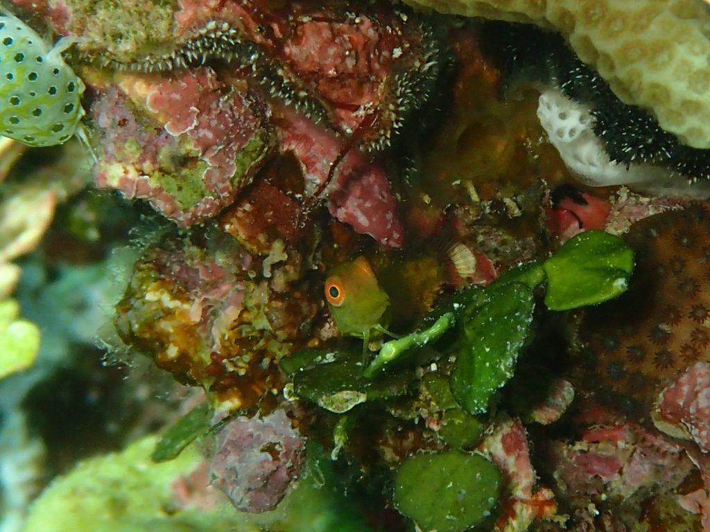 西表の魚　インドカエルウオ幼魚