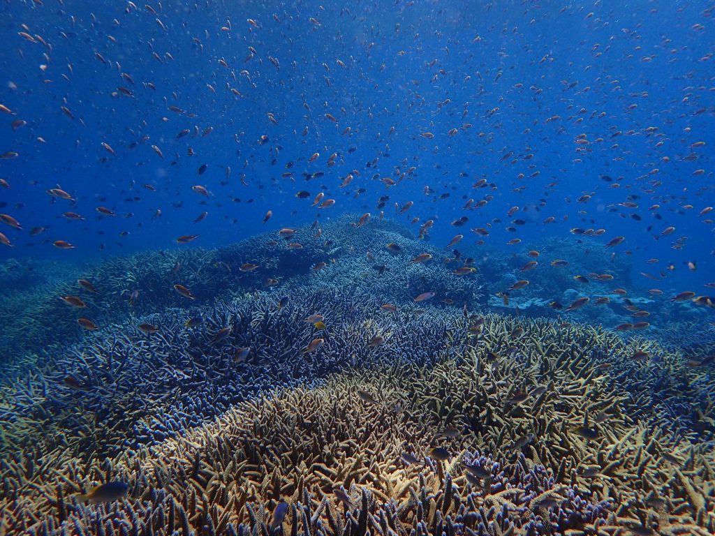 ６月西表の海　スズメダイラッシュ