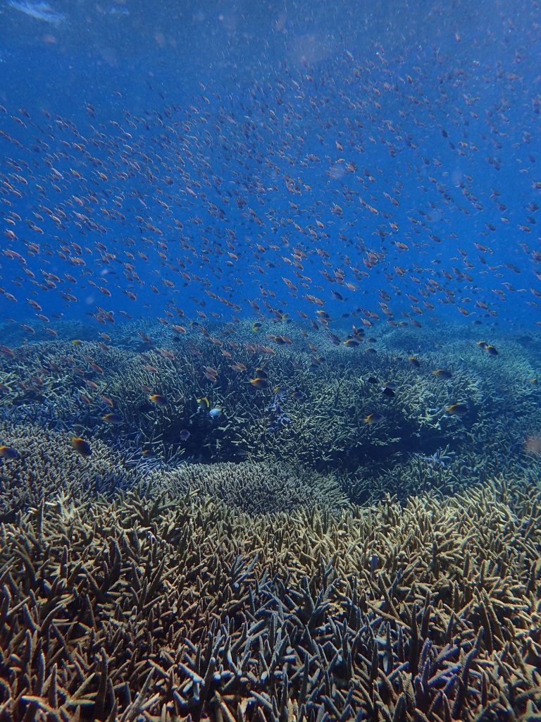 西表６月中旬の海