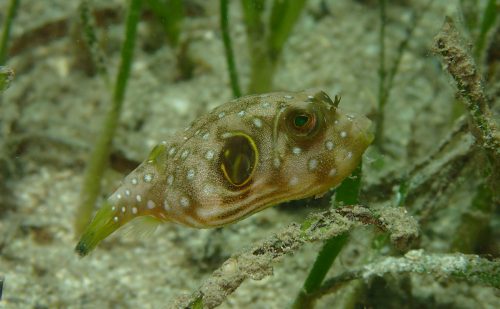 西表　藻場の生物