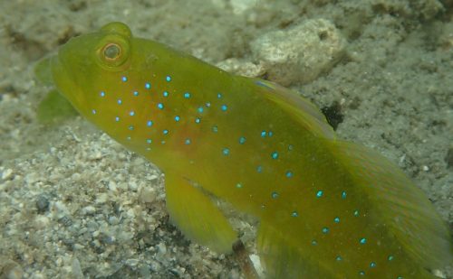 西表藻場の生き物