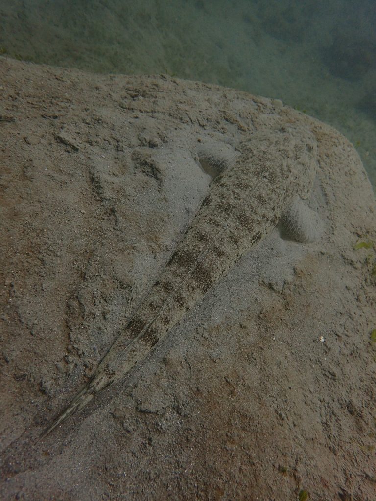 魚チングしてます。