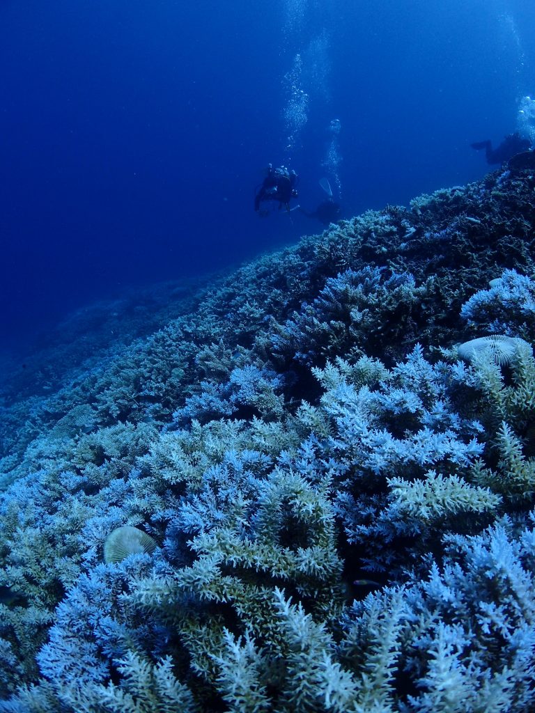 西表　圧倒的なサンゴの海