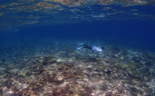 西表の海で素潜り