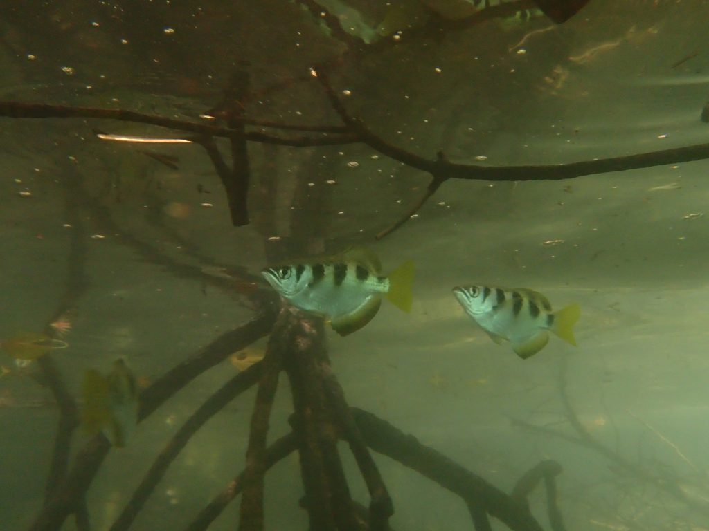 テッポウウオ鰭全開