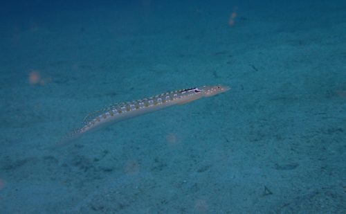 西表の夏の魚