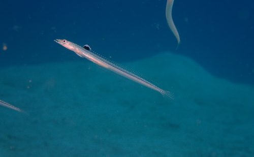 西表の魚