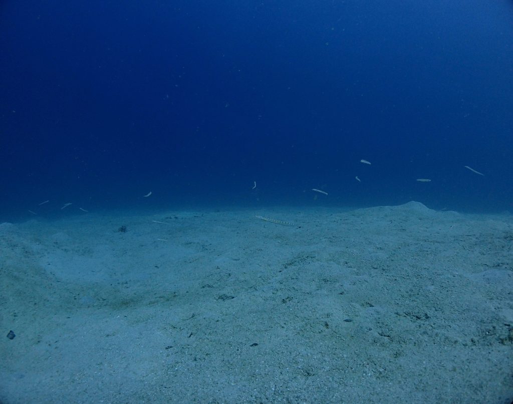 西表の海の中