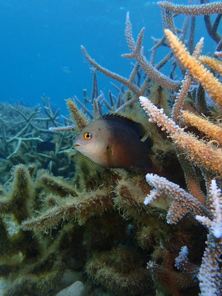 ベジタリアンな魚