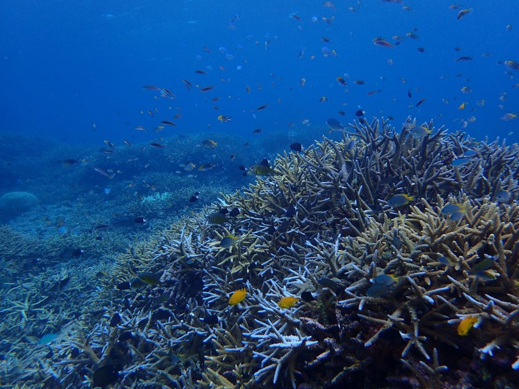 西表の海　リーフポイント