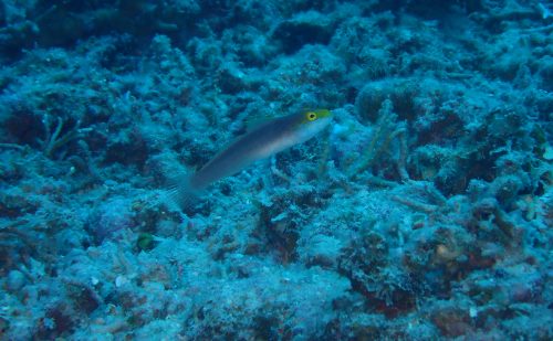 珍しい魚　アカネハゼ