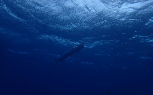 西表で鬼カマス