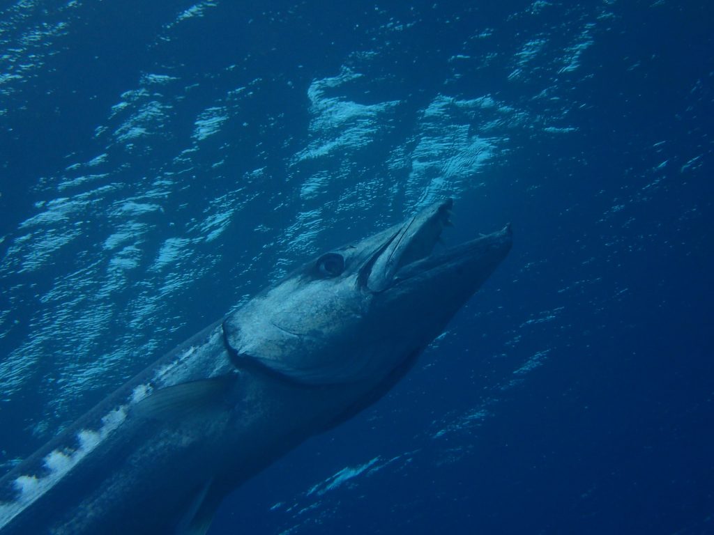 鬼カマス