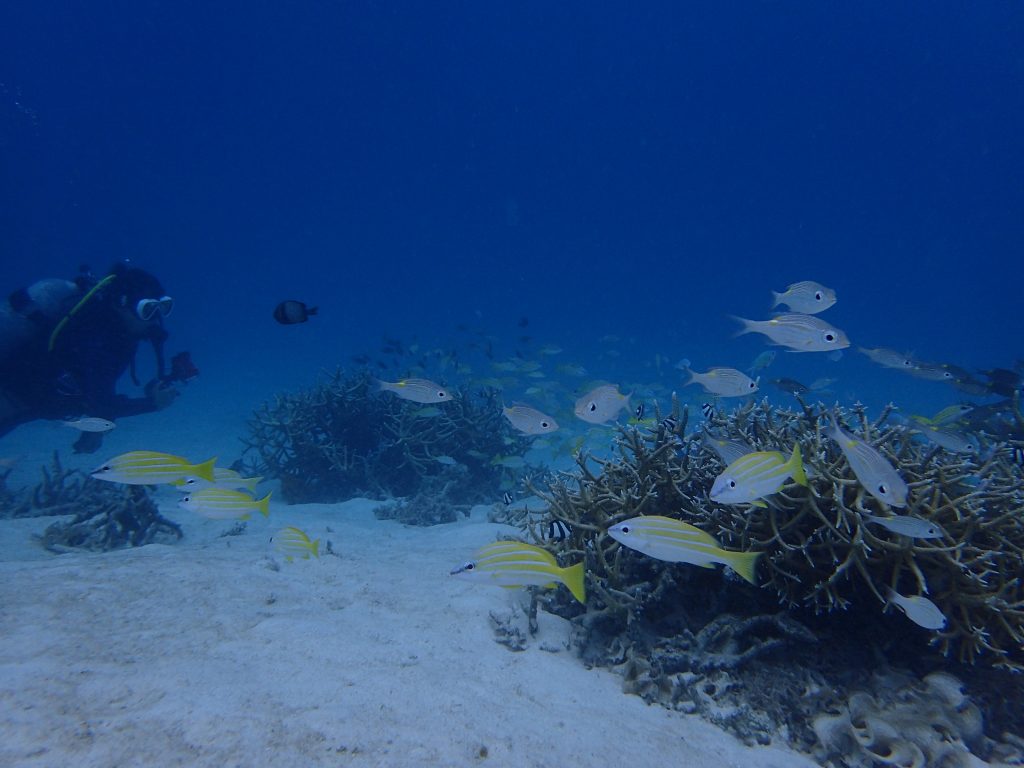 仲間でダイビング　西表島