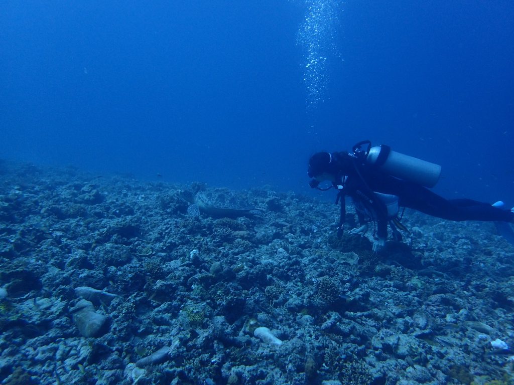 カメをガン見できる