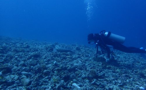 カメをガン見できる