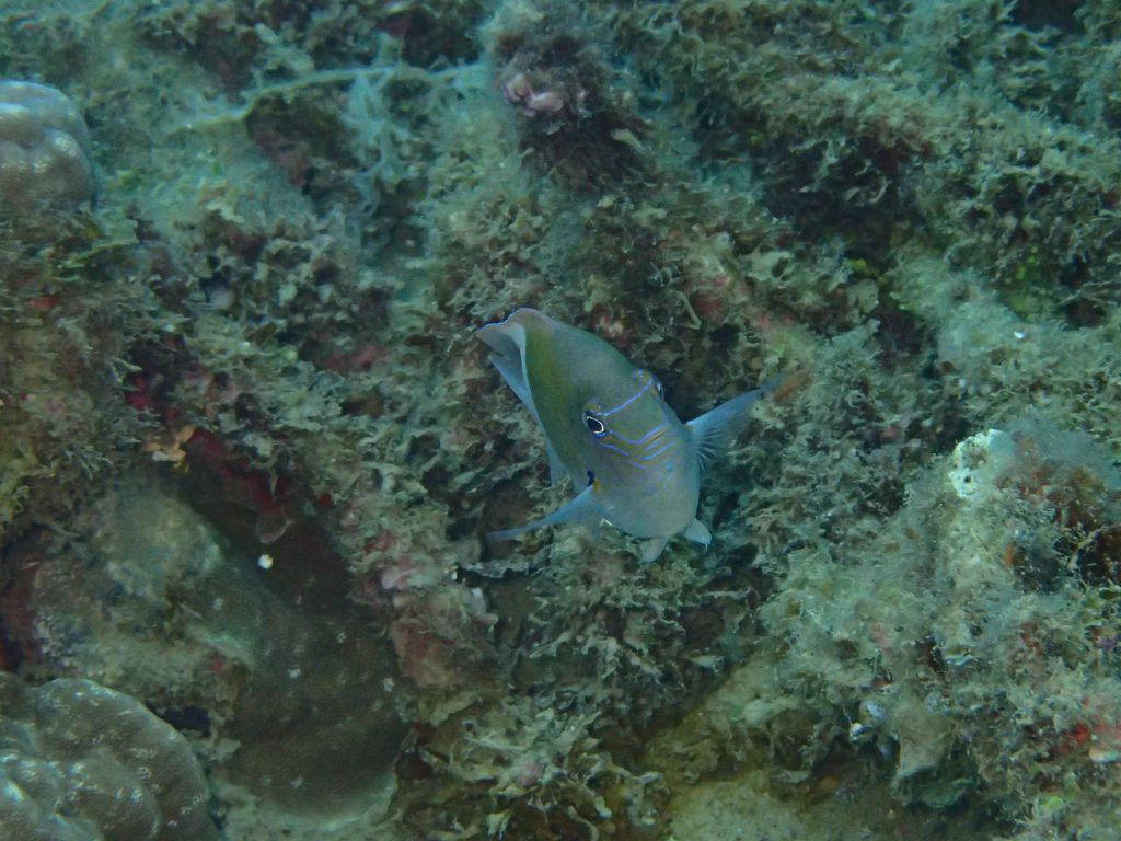 西表湾内にいるスズメダイ