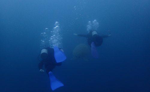 カメと泳ぐ