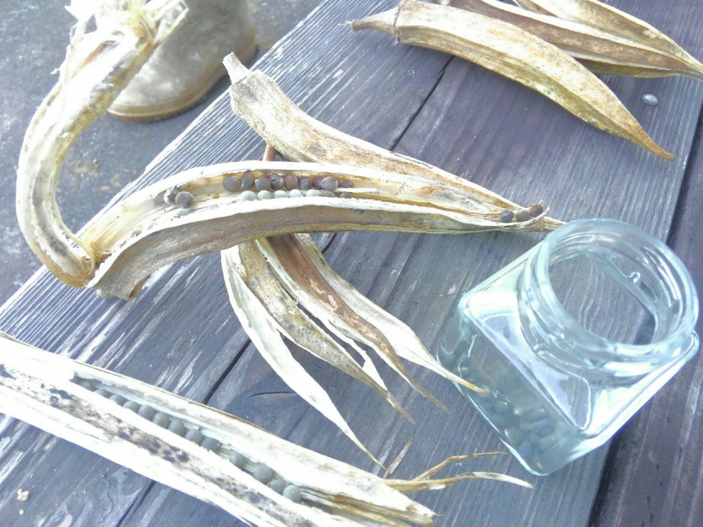 自家菜園　オクラ