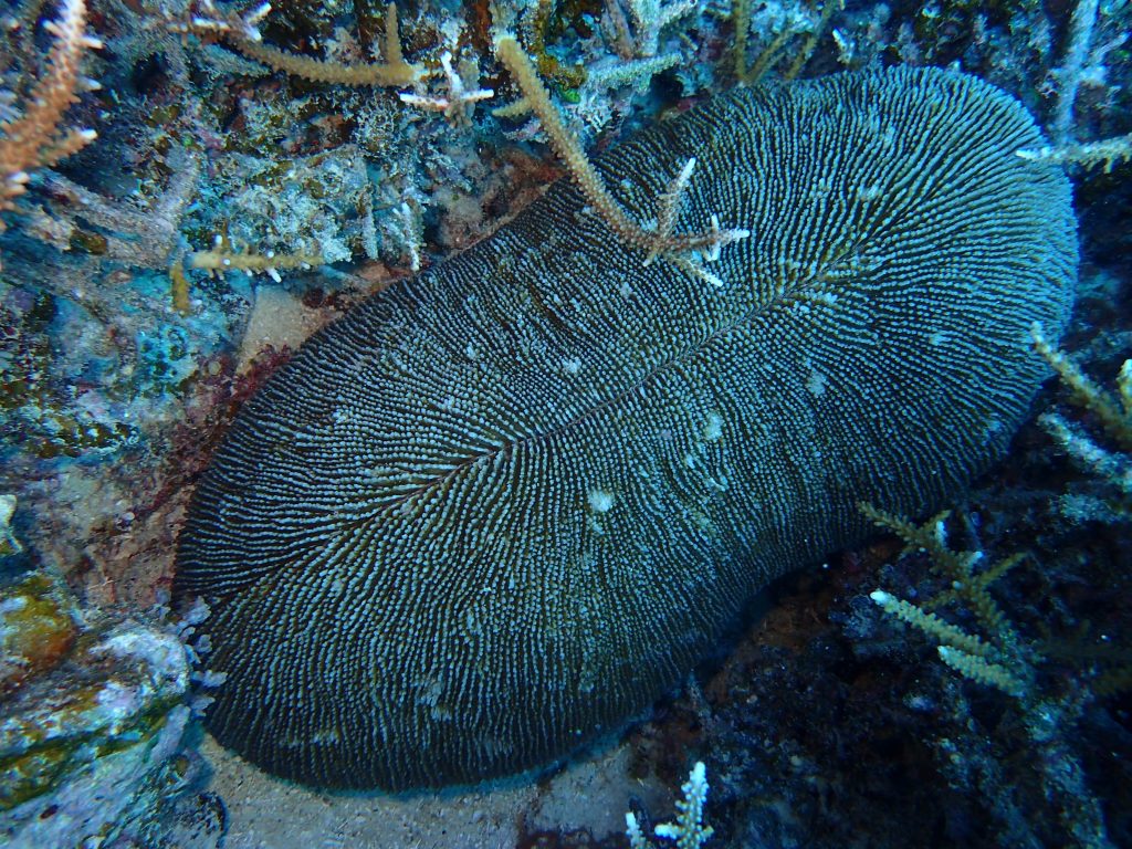 トゲクサビライシ