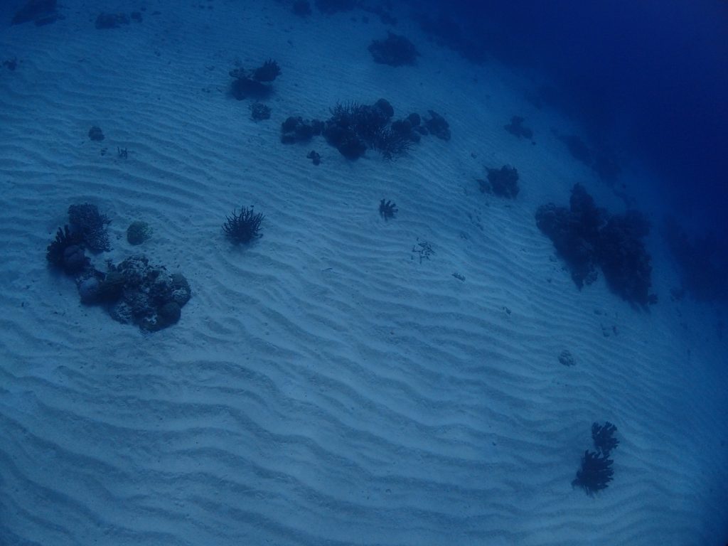 水中枯山水