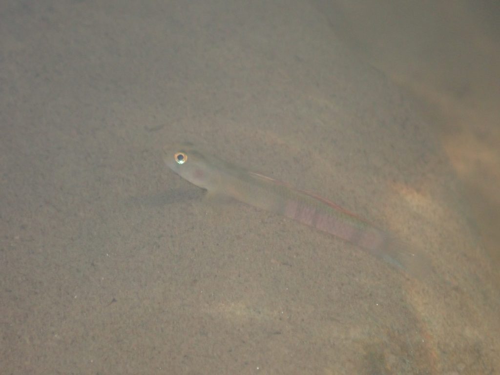アカボウズハゼ
