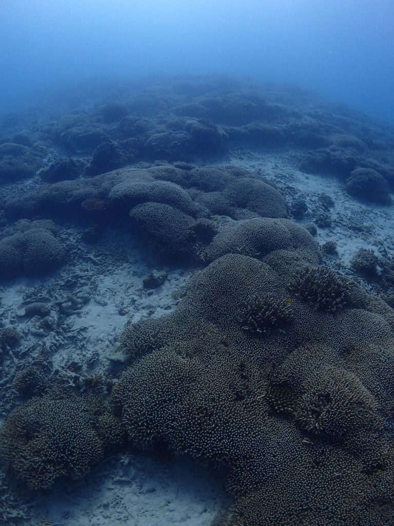 サンゴのある風景２