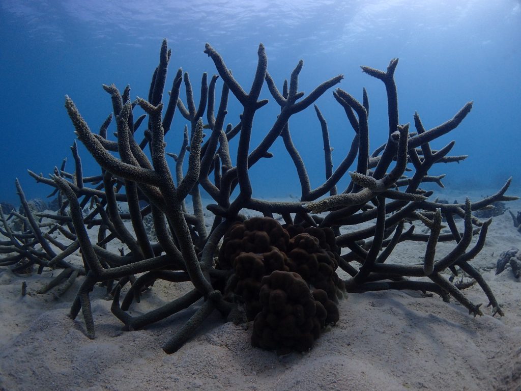 サンゴのある風景１