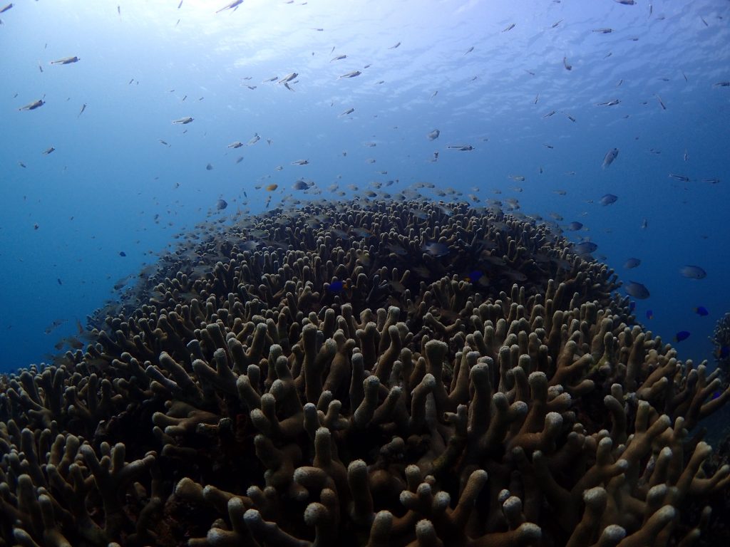 サンゴのある風景西表