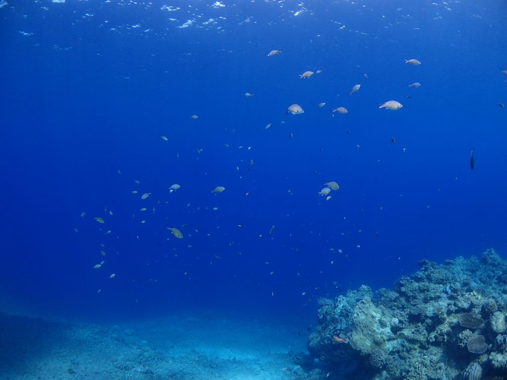 ２月の海で魚もいきいき