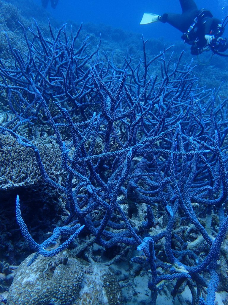 中性浮力が必須の海